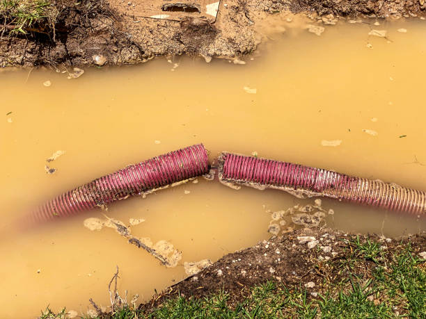 Best Water damage cleanup near me  in Holtville, AL